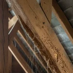 quels signes charpente bois attaquee insectes
